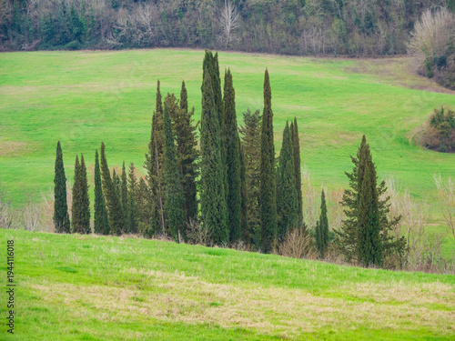 italia, toscana, firenze, barberino val d'elsa, campagna con cipressi.