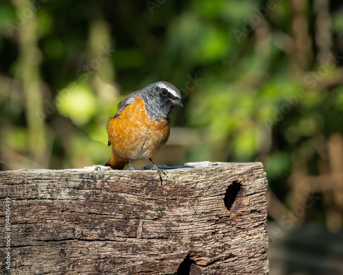 Vibrant common redstart perched on a rustic wooden post, captured in bright natural daylight with a soft green background. The striking orange chest contrasts with the grey head and subtle plumage