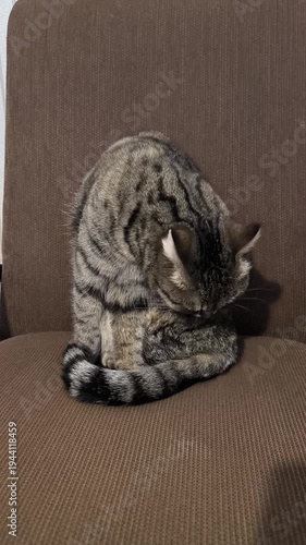 A wildcat washes itself while sitting on a chair