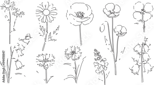 Set of 10 Hand-Drawn Outline Wildflower Vector Illustrations for Botanical Designs, Nature-Themed Graphics, and Spring Projects