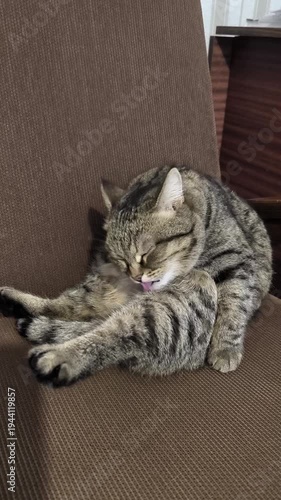 A wildcat washes itself while sitting on a chair