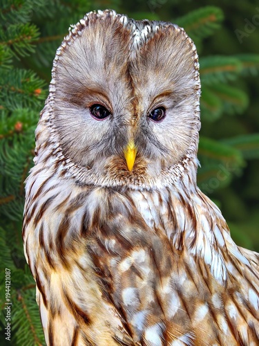 Portrait of Ural Owl
