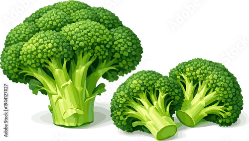 Isolated a realistic broccoli florets on display fresh for healthy food, cuisine, or food ingredient projects vector art with white background.