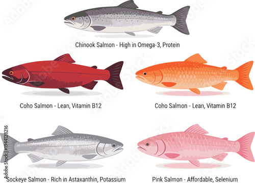 Isolated a realistic kinds of deferent Pacific salmon fish for sale, a common commercial fish with nutritional values vector art with white background..
