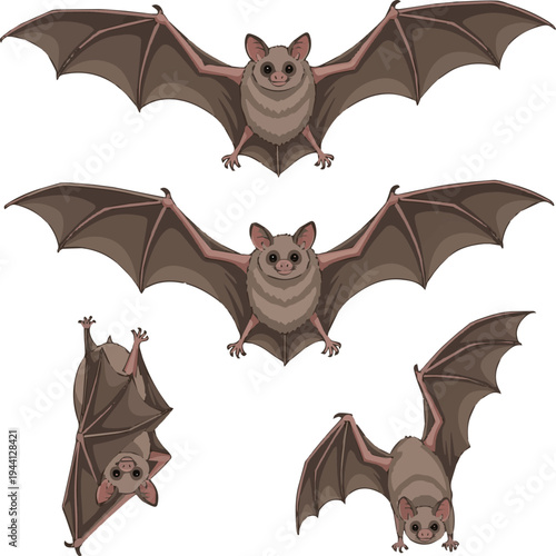 Isolated a realistic kinds of deferent Bat vector art with white background..