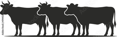 Three black silhouette cows or cattle walking in a row on transparent background