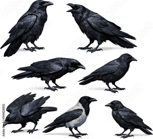 Isolated a realistic kinds of deferent Raven crow standing vector art with white background..