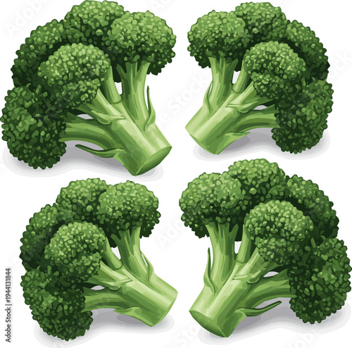 Create a realistic broccoli florets on display fresh for healthy food, cuisine, or food ingredient projects vector art with white background.