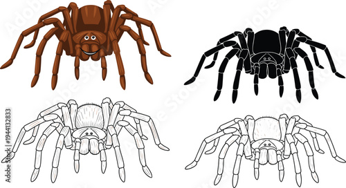 tarantula spider illustration set, detailed arachnid animal in color silhouette and outline styles for wildlife design, flat vector illustration