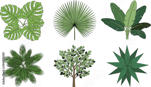 Tropical green plants collection, jungle leaves and exotic foliage set for botanical nature design elements, flat vector illustration