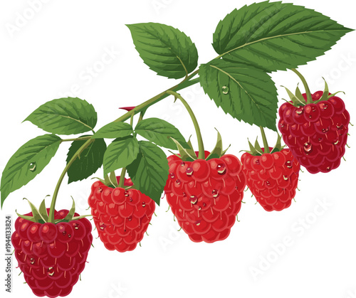 Create a realistic kinds of deferent fresh raspberry fruit on stem with green leaves against clean backdrop, studio shot vector art with white background.