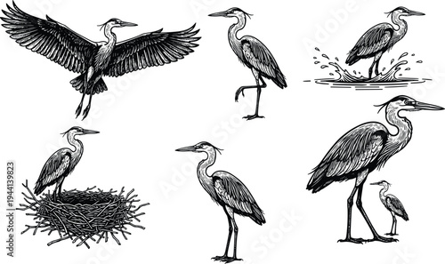 Cartoon herons in flight, walking, splashing, nesting, and standing in wildlife bird behavior design
