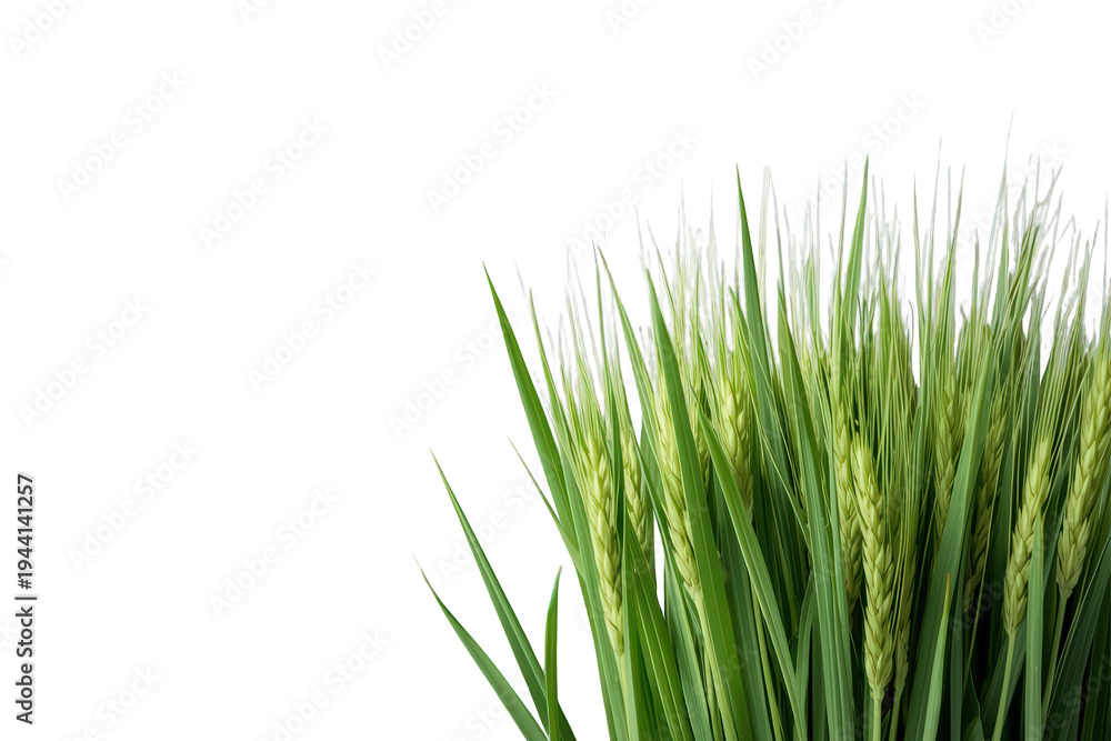 Fototapeta premium Green young wheat cereal growing, representing agriculture, organic food, sustainability, and an eco-friendly future, transparent background cutout