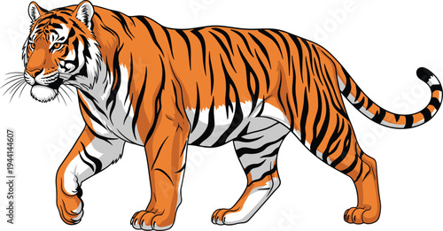 Realistic walking tiger illustration with bold stripes, powerful big cat predator wildlife animal, detailed vector isolated on white background