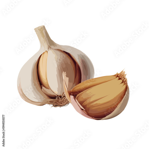 Freshly peeled garlic cloves with one clove cut in half. isolated on white background, Vector
