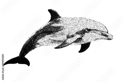 Black and white dolphin illustration isolated with clipping path.