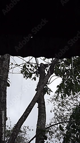 Raindrops from the roof of a house taken from below with trees in the background