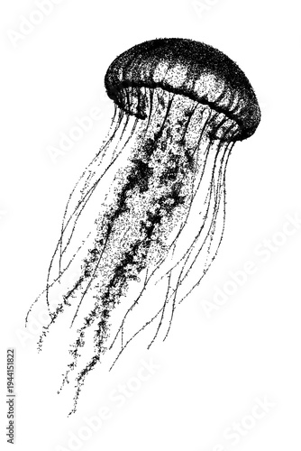Black and white jellyfish illustration isolated with clipping path.