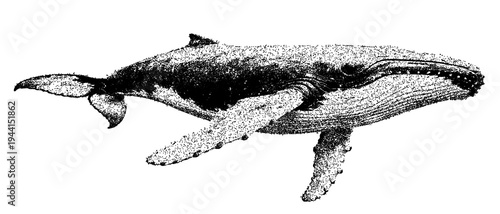 Black and white humpback whale illustration isolated with clipping path.