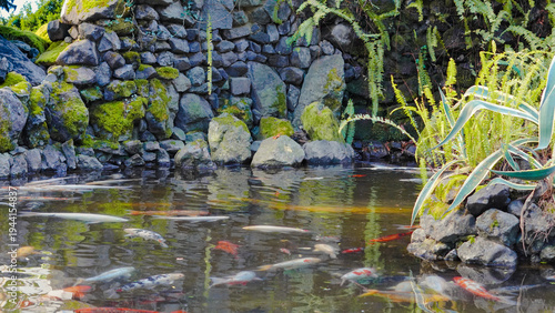 Billede på lærred Koi fish swimming in tranquil pond with stone wall and lush greenery