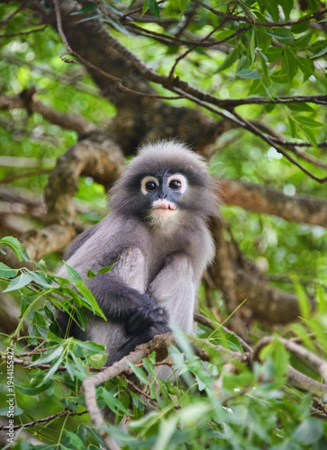 Dusky langur (specatacled leaf monkey) in a tree, Prachuap Khiri Khan, Thailand