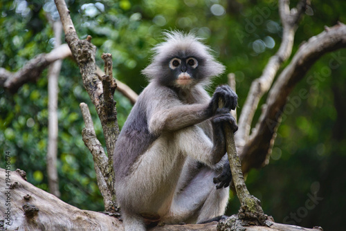 Photos Dusky langur (specatacled leaf monkey) in a tree, Prachuap Khiri Khan, Thailand