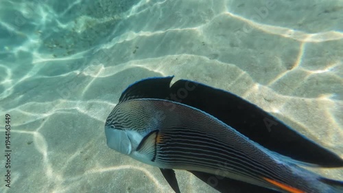 Dynamic footage of an aggressive Sohal Surgeonfish (Acanthurus sohal) defending its territory by attacking and bumping into a scuba diver's fin. The video showcases unique animal behavior in clear tro
