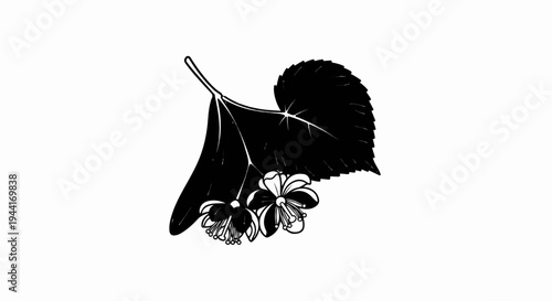 Black and white drawing of two delicate flowers and a leaf