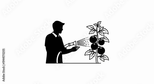 Person watering tomato plant with hose