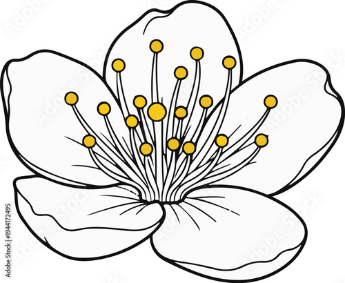 Delicate white flower with yellow stamen and thick black outline