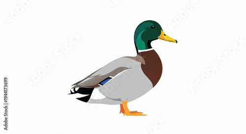 Side view of a mallard duck with green head, brown chest, and gray body