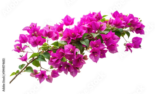 Bougainvillea spectabilis a beautiful tropical vine with vibrant pink flowers and green leaves