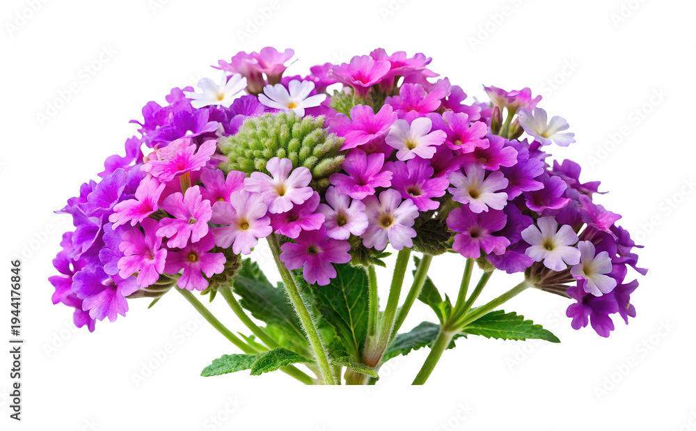 Obraz premium Beautiful Bouquet of Verbena Flowers in Shades of Pink, Purple and White