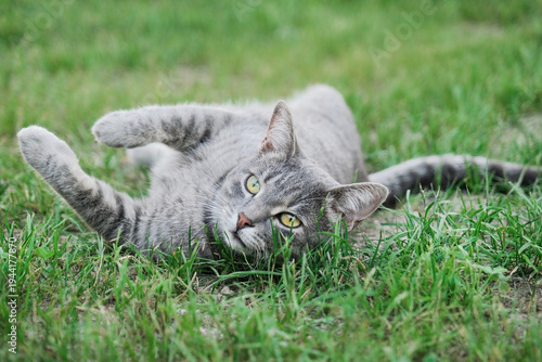 Gray tabby cat resting on green grass in summer