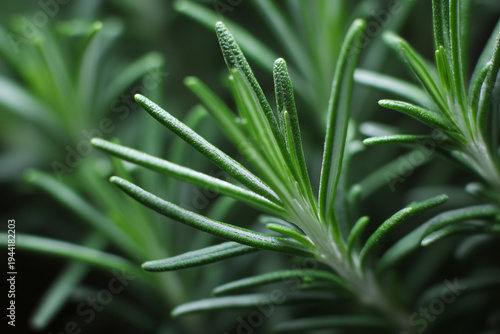 Close-up of fresh rosemary leaves with fine needle-like structure.