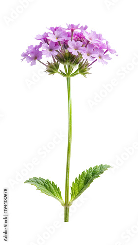 Isolated image showcasing a vibrant and delicate lilac Verbena flower close up