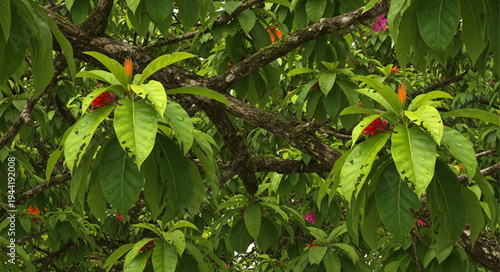 Green leaves and buds on a tree branch.