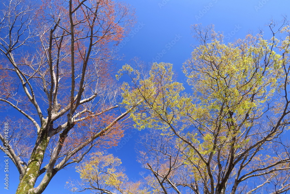 Fototapeta premium 春の芽吹きの欅と青空