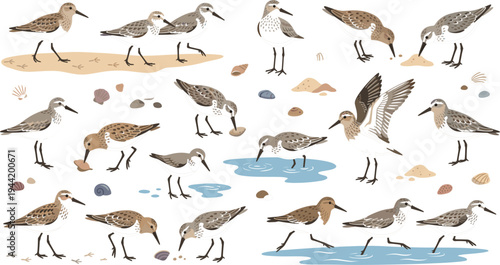 Sandpiper Shorebird Cartoon Vector Set with Different Poses Walking Feeding Standing and Flying on Beach Coastal Wildlife Illustration Collection