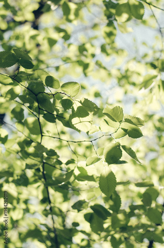 Sunlight streaming through lush green elm leaves in a summer forest.