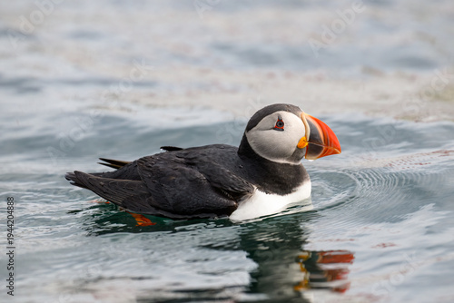 Atlantic Puffin Swimming in Calm Ocean Waters