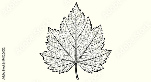 Detailed botanical line art illustration of a single leaf with intricate venation pattern on a plain background
