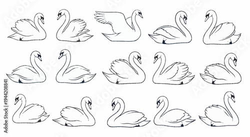 Collection of Swan Illustrations in Various Poses.