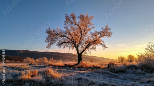 Frosty Tree at Sunrise in Serene Winter Landscape with Golden Light and Frost-Covered Grass, Nature's Beauty and Tranquility in the Morning Glow