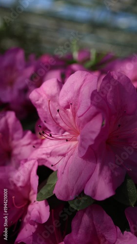 Vibrant Red Azalea Flowers in Full Bloom. Close-Up Garden video of Bright Spring Blossoms, Cinematic Spring Garden Video