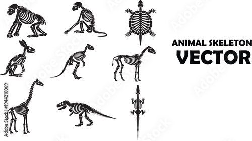 Collection of animal skeletons dog turtle rabbit dinosaur horse and more