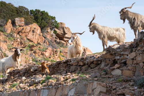 Fotografi Capre selvatiche dentro un fortino militare