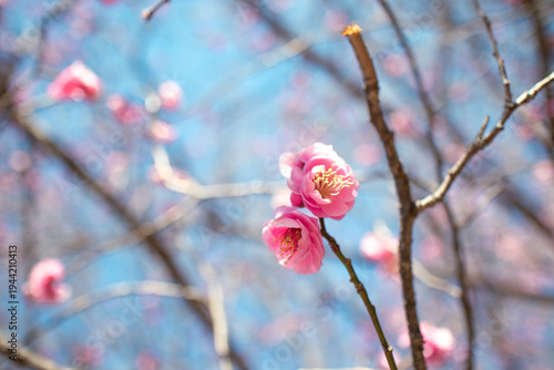 梅の花