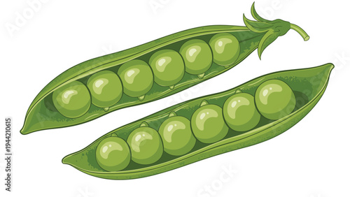 Detailed illustration of two open green pea pods with round fresh seeds inside against a clean white background in a cartoon style.