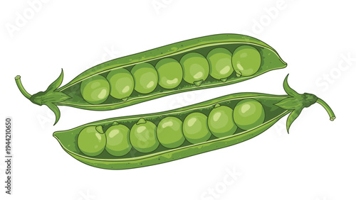 Detailed illustration of two open green pea pods showing round fresh seeds inside on a white background in a realistic style.